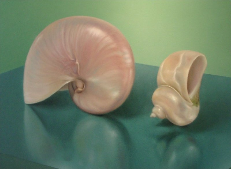 Sea-shells